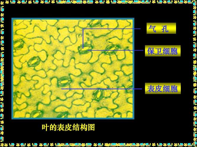 气 孔 保卫细胞 气 孔 表皮细胞 叶的表皮结构图