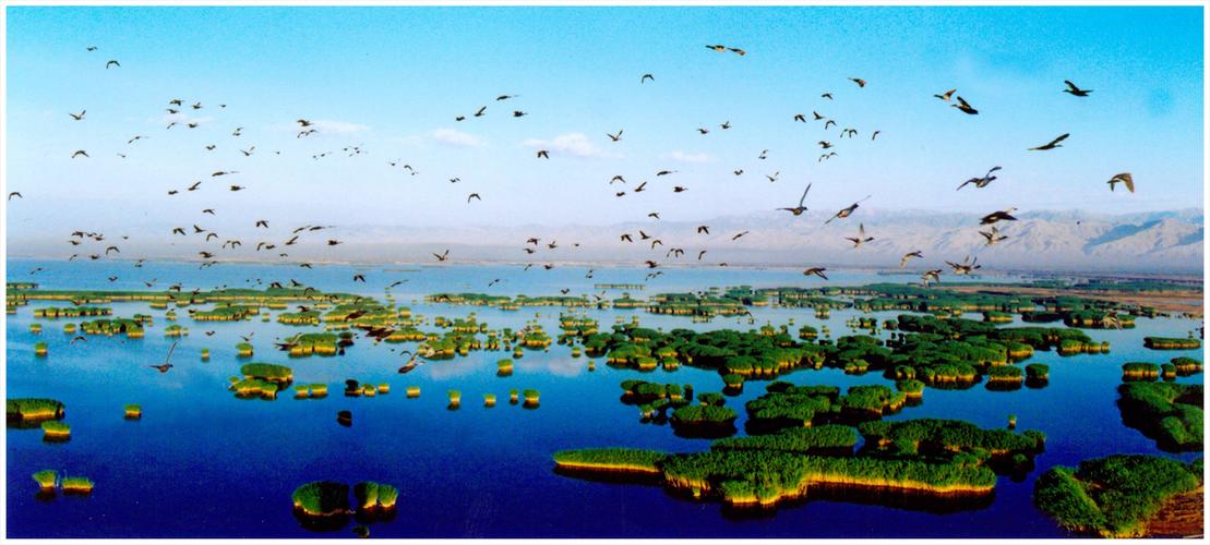 春暖花开 疫情过后一起去宁夏沙湖嗨玩(1)