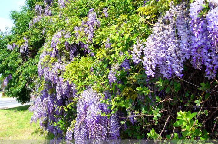 广东葛花上海葛花浙江葛花