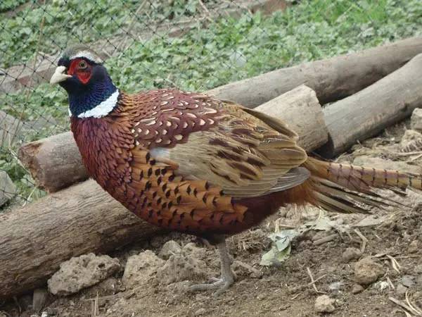 石河子北湖真是人间仙境,不仅有仙鹤,白鹭,野鸭,兔子