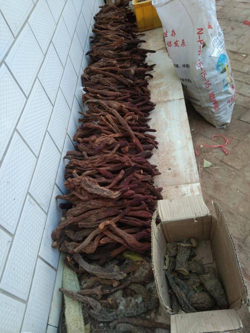 沙漠人参正品锁阳