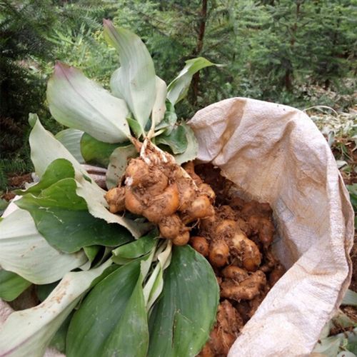 沙姜蔬菜新鲜现挖嫩姜月子姜月子砂姜山土仔黄姜生姜