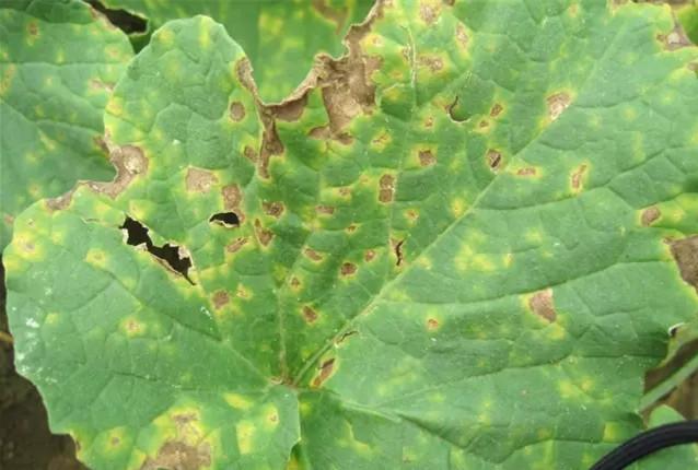 甜瓜靶斑病来临,叶面满是淡褐色小点!如何正确防治