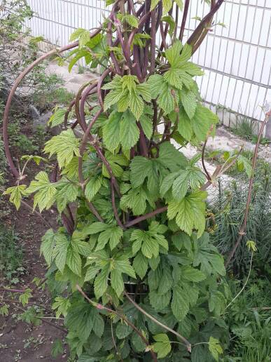 请问这种藤本植物叫啥名