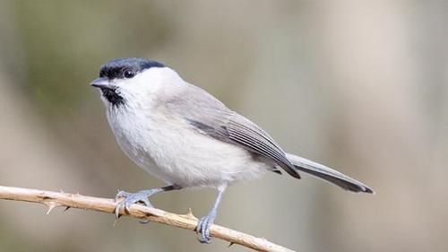 野生红子鸟的叫声!清脆悦耳!很多人都喜欢