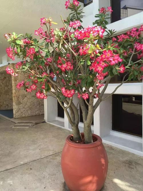 特别耐旱的沙漠玫瑰,有充足的光照就能灿烂开花