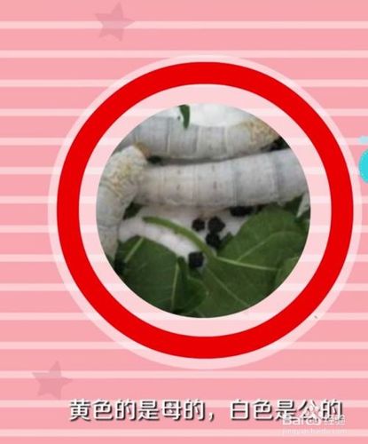 蚕的腹部 看蚕宝宝腹部,黄色的是母的,白色是公的.