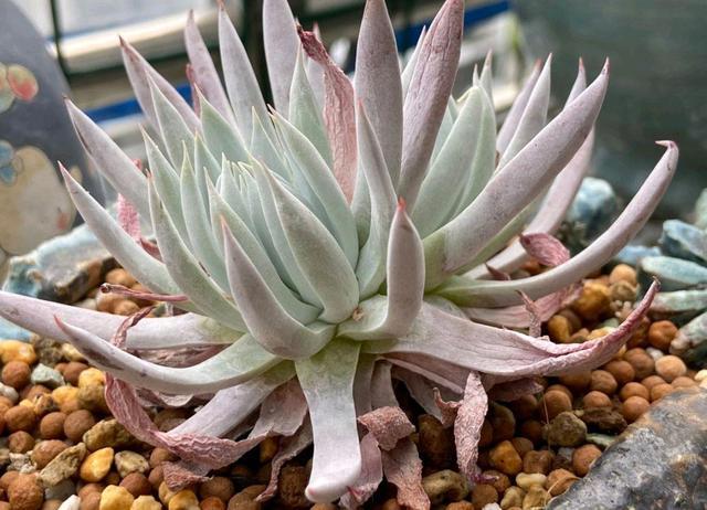 这几种仙气十足的仙女杯,好看又便宜,关键新手能养活!