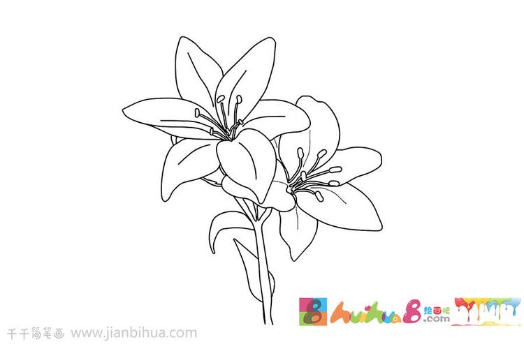 简单的素描画花朵百合