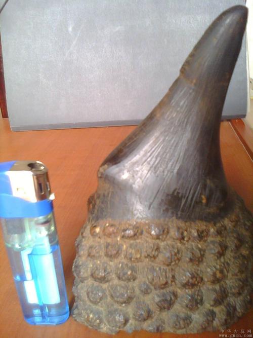 祖传犀牛角