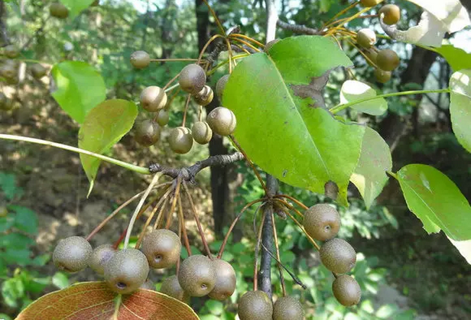 野生山梨子图片大全