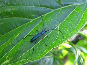 兰屿绿天牛图册_百度百科