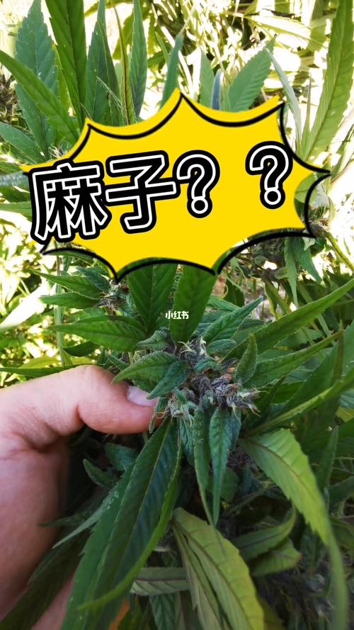 谁脸上掉下来的麻子长成树了?