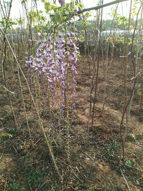 日系多花紫藤嫁接苗