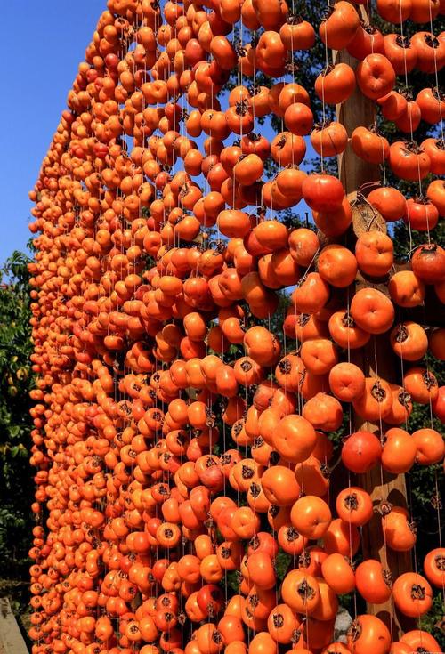 金秋十月,恭城月柿飘香,红火的柿子像灯笼一样挂满枝头,行摄别有韵味