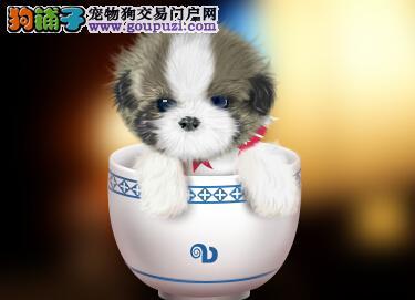 教狗狗适应刷牙巧妙处理茶杯犬口臭的问题