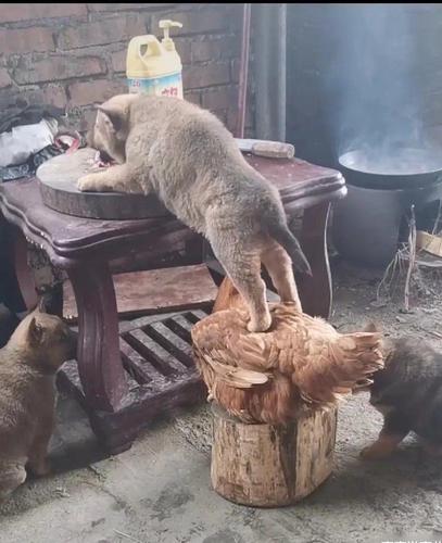 看这些农村的小动物们多有灵性,这就是传说中的"鸡鸣狗盗"吧哈哈哈.