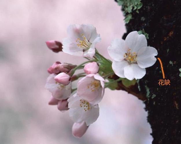 桃花,杏花的区别