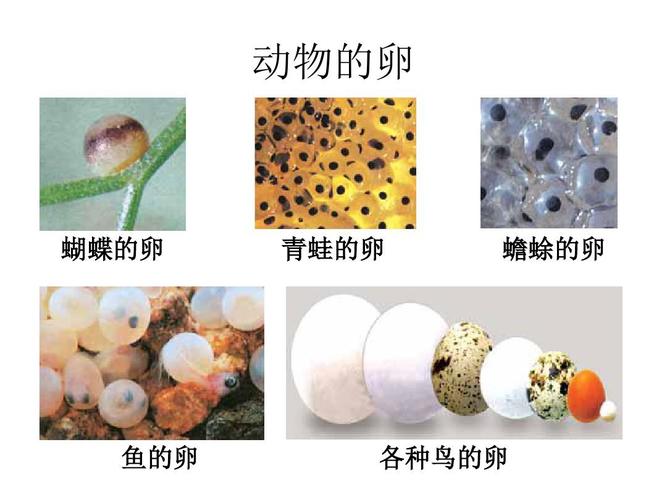 最新审定教科版四年级科学下册四下2-6动物的卵公开课课件ppt