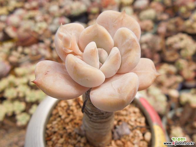 提拉米苏 多肉植物