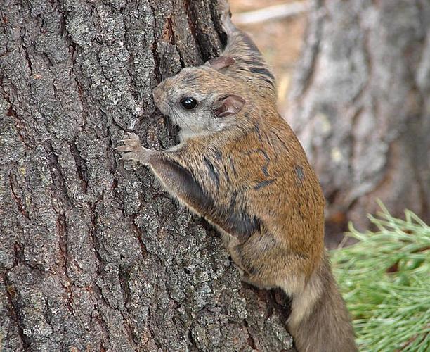 寒号鸟为什么不是鸟