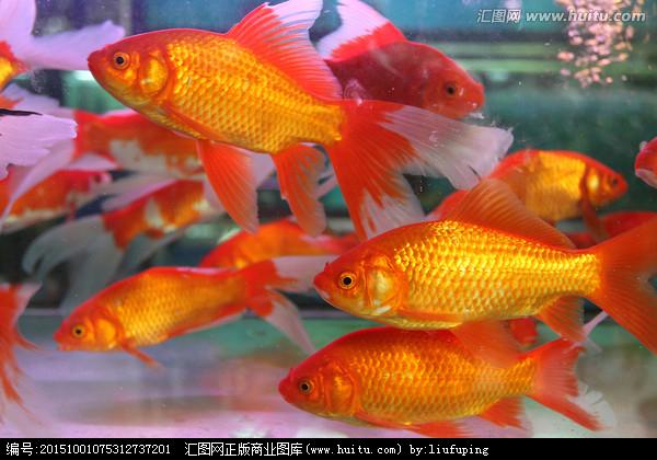 红金鱼 