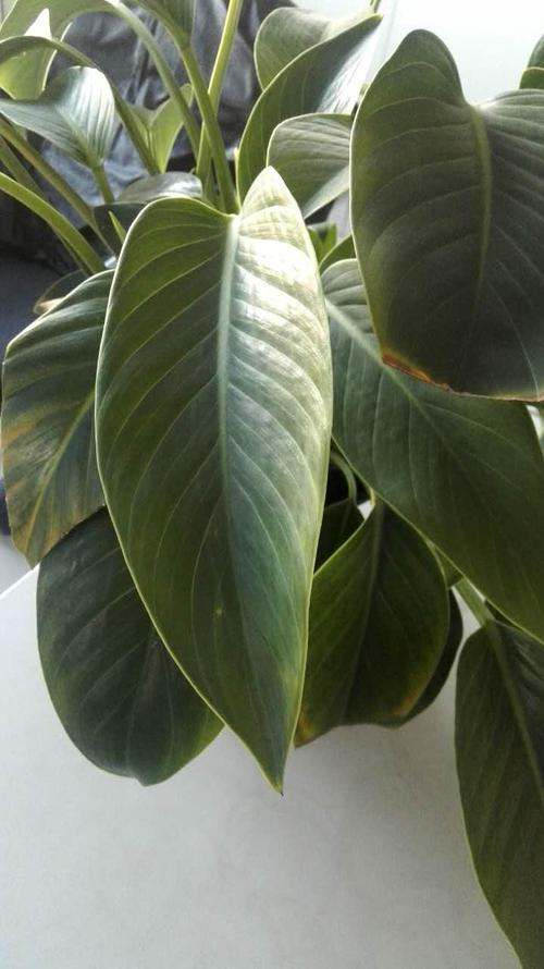 这种绿色的大叶植物叫什么啊?不开花.叶子厚而且硬.