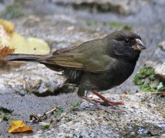 黑脸草雀叫声mp3 - 9505 - 鸟叫声音网