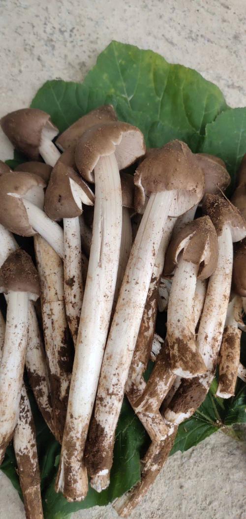 云南生鸡枞油