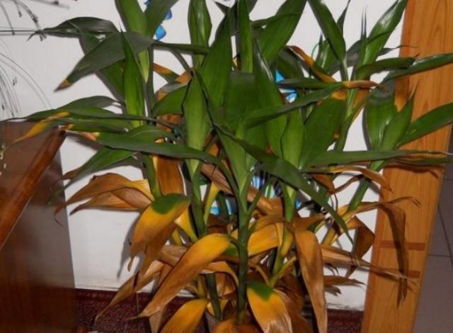 富贵竹黄叶你扔了?真可惜,只需瓶里放上"它",10天就变