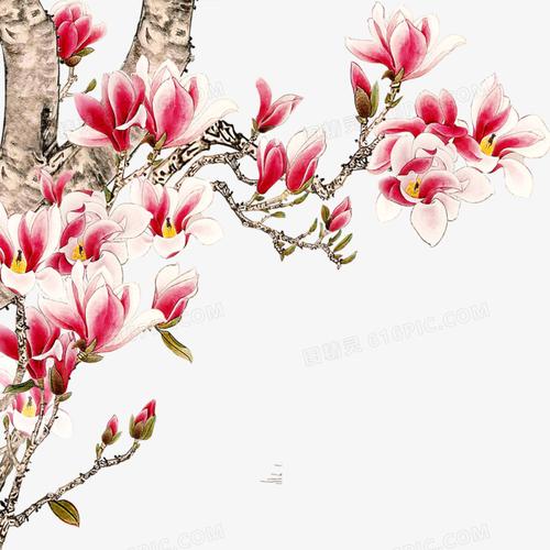 关键词:玉兰粉色花枝兰香图精灵为您提供玉兰免费下载,本设计作品为