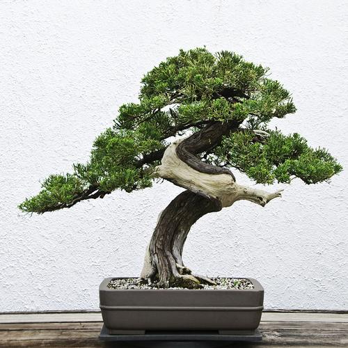 星辰花苑 直播专拍五针黑松 罗汉松盆景盆栽中大型老树桩松树庭院