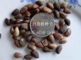 白皮松 澳洲火焰木 黑松 枫香 水杉 红瑞木 漆树 枇杷种子