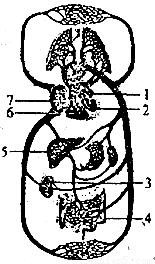 下图是人体血液循环模式图请分析回答有关问题