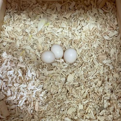 又三颗白蛋!养了俩不孕不育的玄凤鹦鹉?