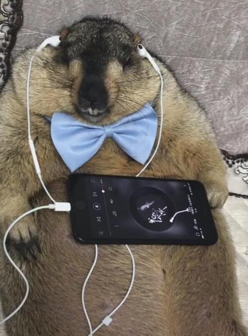 土拔鼠享受音乐,露出一副笑容,笑得两颗鼠牙遮不住!