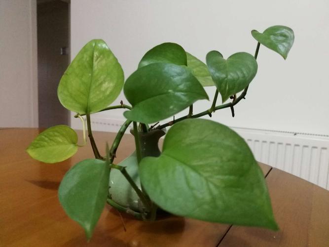 绿萝的生长过程