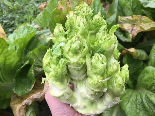 四川人才爱吃的5种"奇葩蔬菜",吃过3种以上,绝对是条汉子