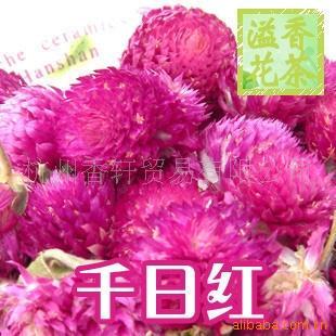 专业批发各种花草茶,主营产品有: 迷迭香,百合花,金莲花,薄荷叶,,粉