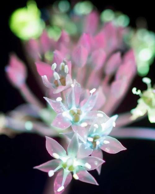 罕见夜光花