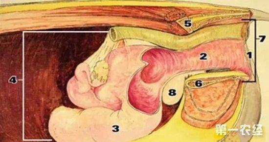母猪子宫图母猪产道剖面图