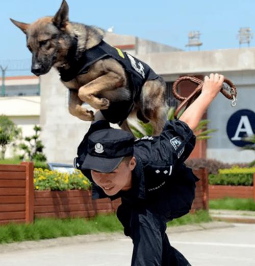 硬核特警,帅气铁骑,乖萌警犬.赶紧来打卡!