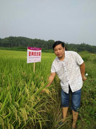 荃两优丝苗绽放上高:源于1892s,超越1892s,抗倒中的丝