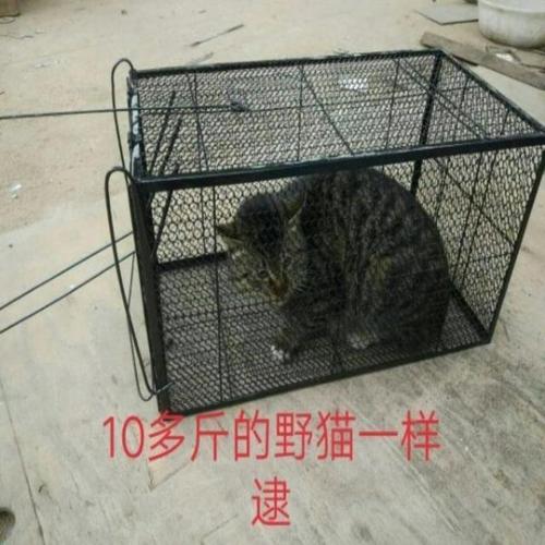 补猫家用救助野猫捕抓器大号捕猫笼子商用特大号高效逮猫笼扑猫器