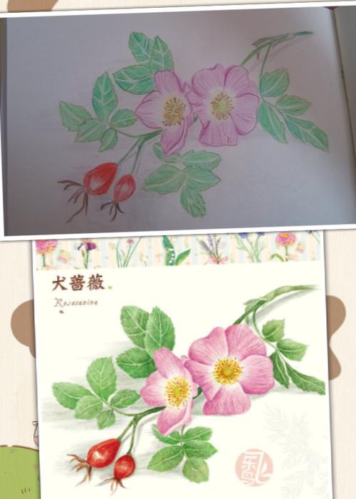 犬蔷薇,第一次按照教程画的彩铅画,颜色有点淡的说