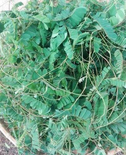 农村这种"鸡骨草",普通无奇被当作害草却用处大!