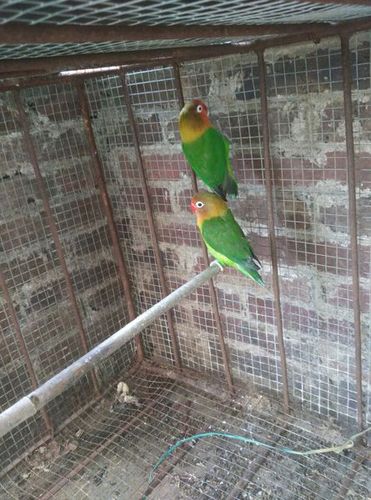 最近我家养的牡丹鹦鹉不断的叫什么原因