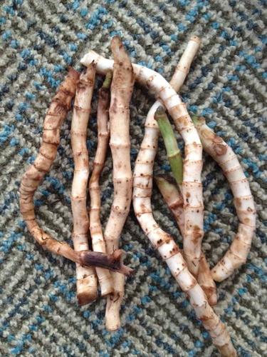 我们那里叫一红二白.有谁知道这个有什么官方名吗?