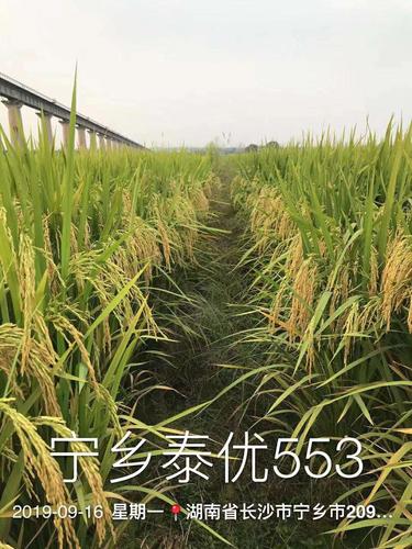 泰优553 国家金奖 湘米工程 泰米品质