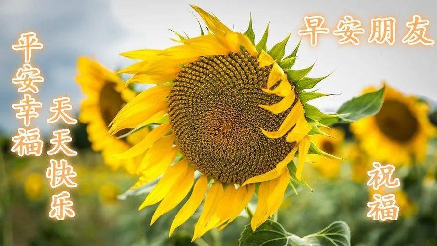 早晨发给朋友的温馨问候语 特别好看的早安鲜花图片大全